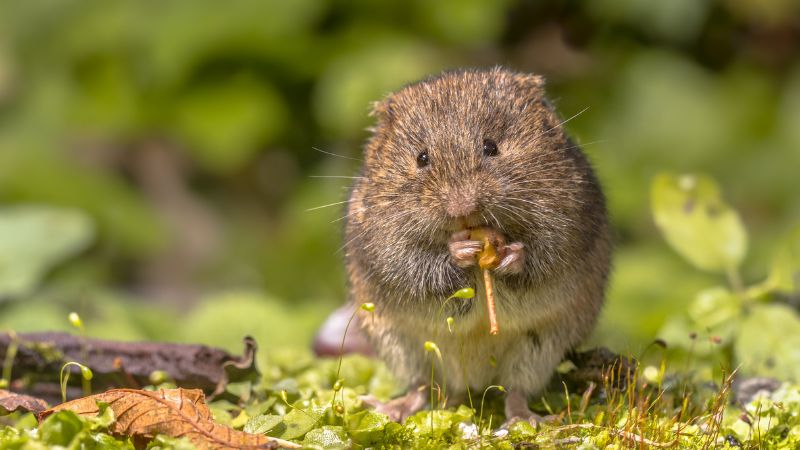 Voles, Moles, Gophers Control by Major Pest Control