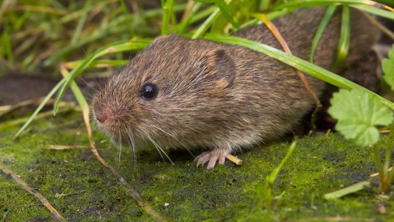 Voles, Moles, Gophers Control by Major Pest Control