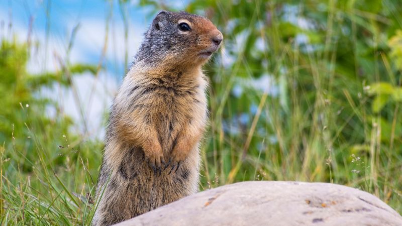 Voles, Moles, Gophers Control by Major Pest Control