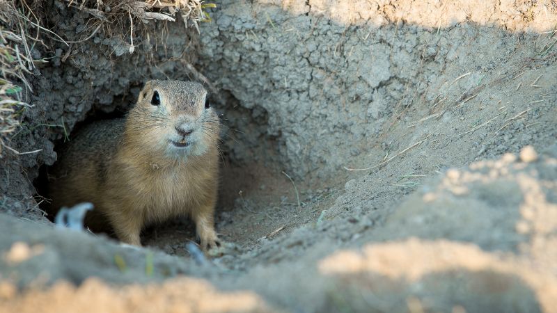 Voles, Moles, Gophers Control by Major Pest Control