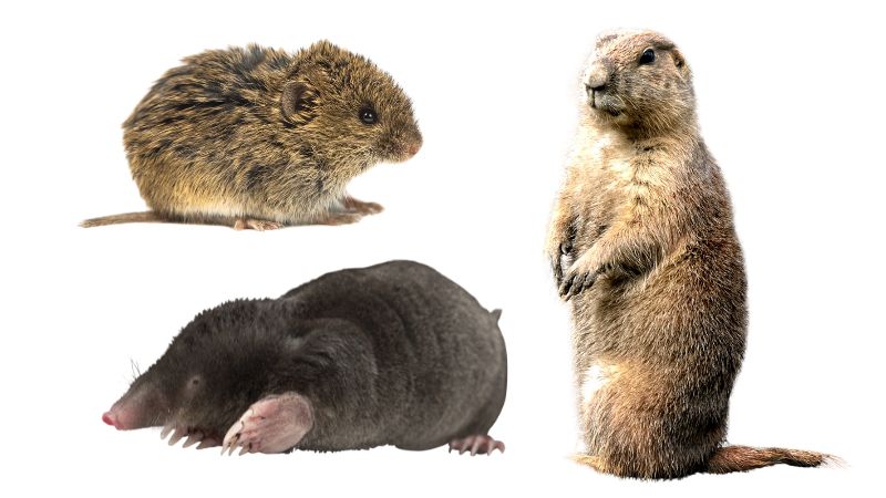 Vole Control, Mole Control, Gopher Control, Rodent Control, Field Mouse Control, Gophers Removal Edmonton