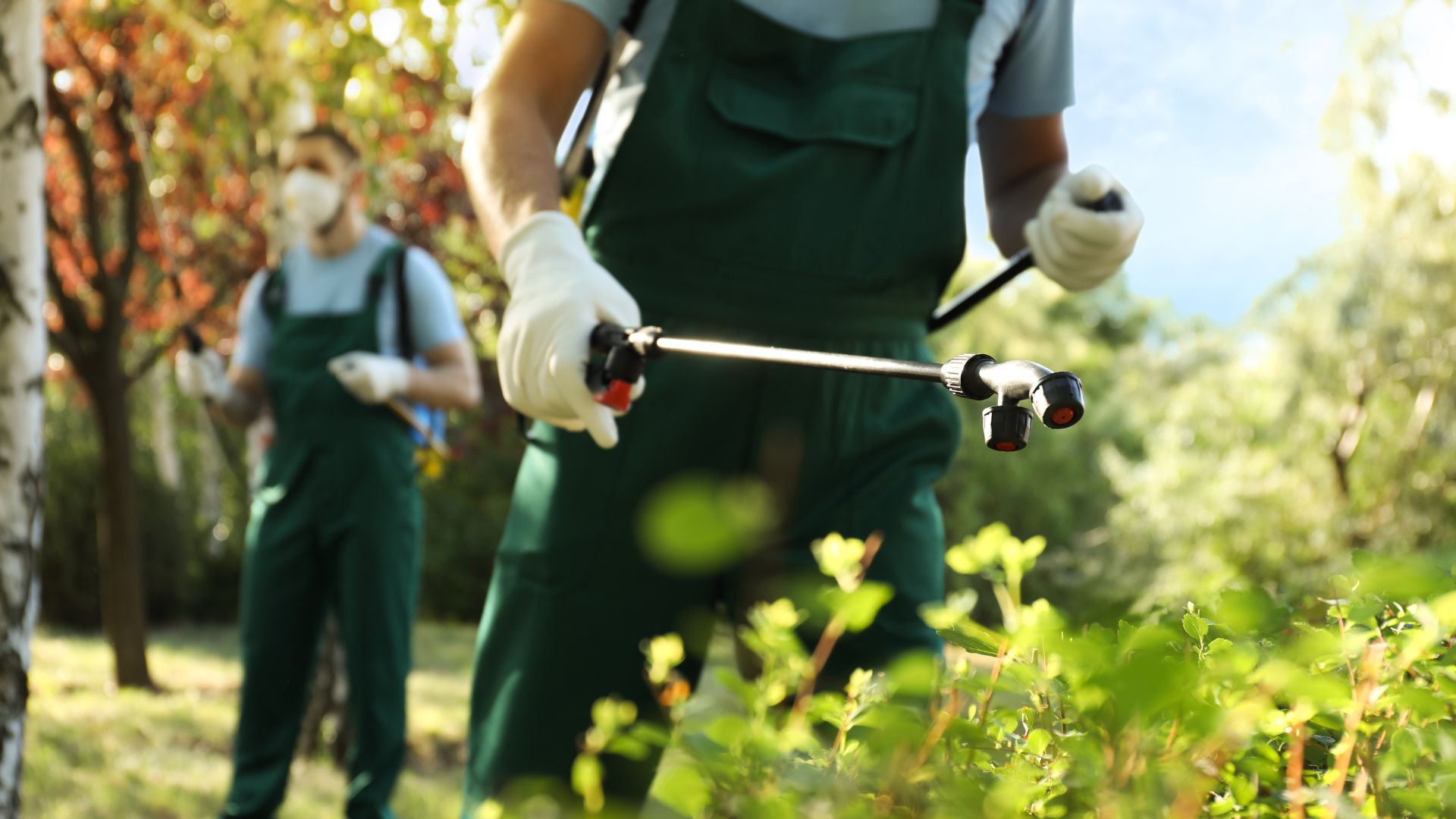 Green Pest Control, Organic Pest Control by Major Pest Control