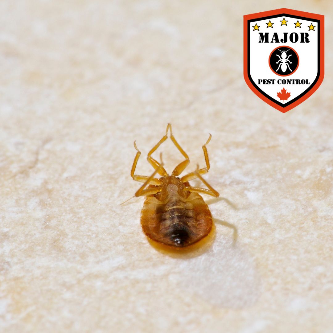 Will Bed Bugs Die in a Hot Car? by Major Pest Control