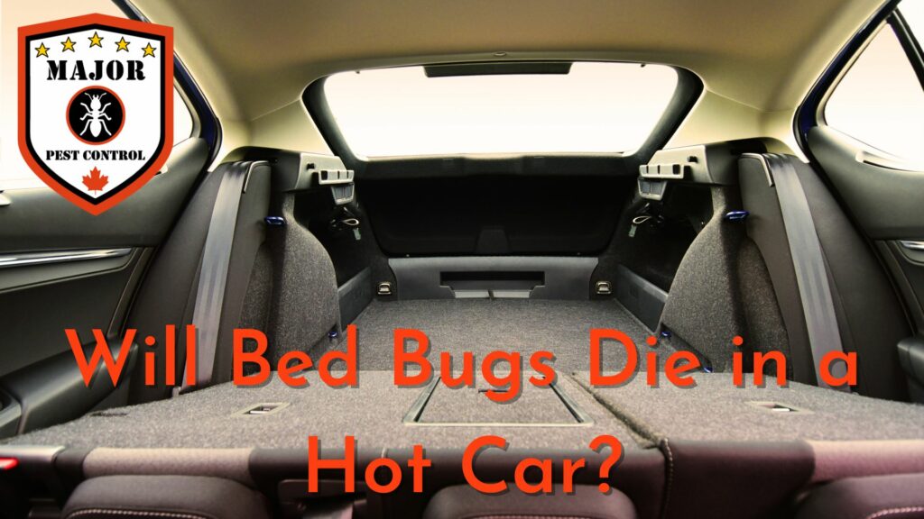 Will Bed Bugs Die in a Hot Car? by Major Pest Control Edmonton