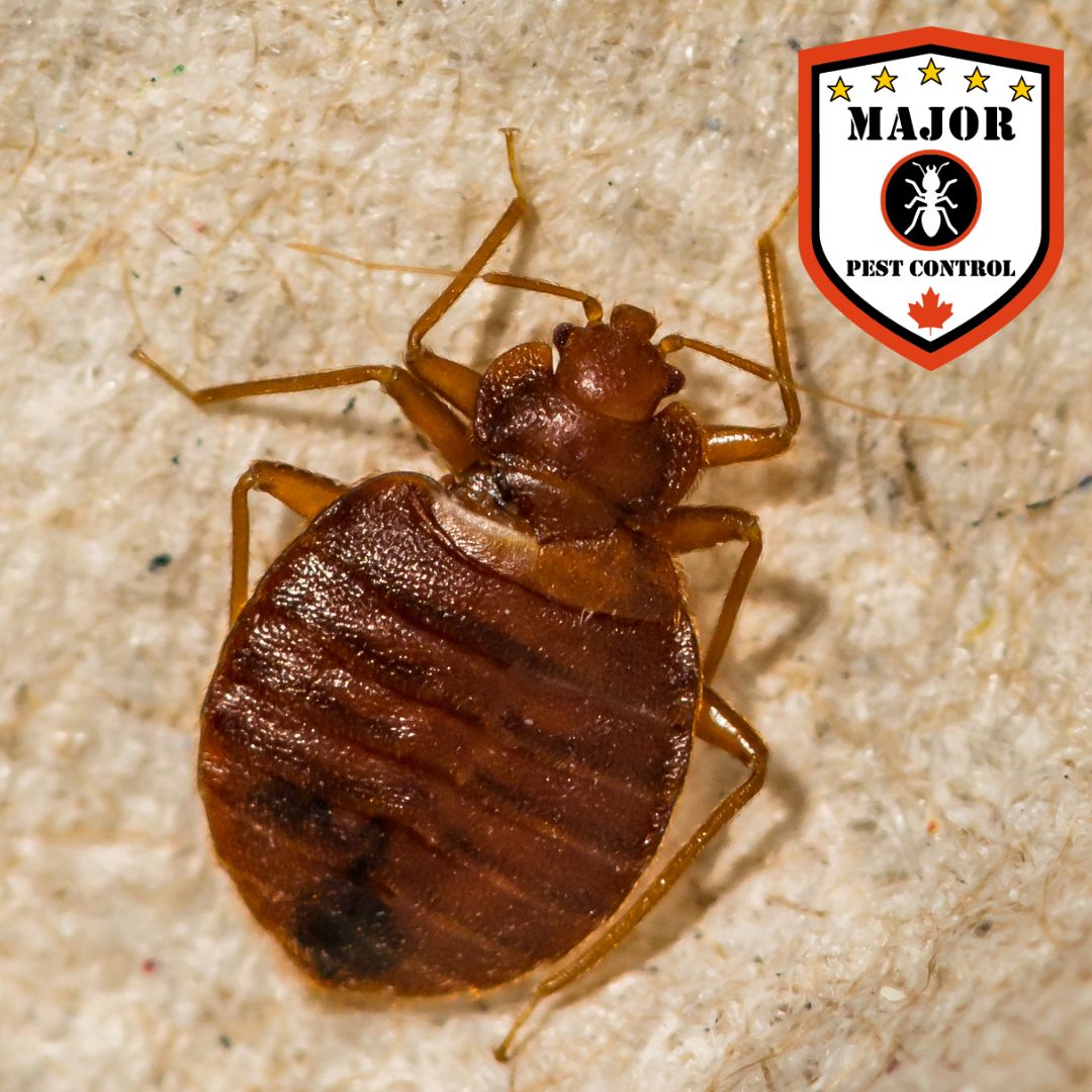 WHAT IS A Bed Bug? An explanation by Major Pest Control in Edmonton