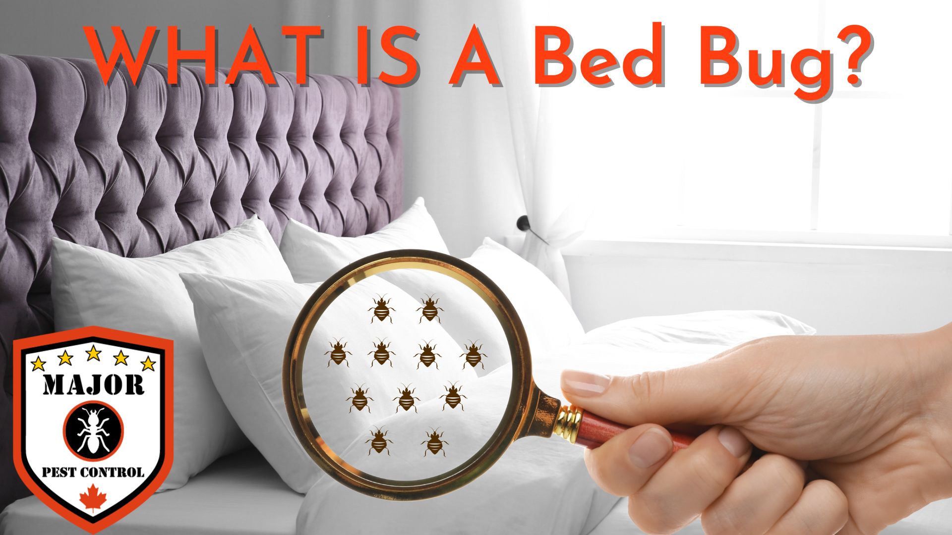 WHAT IS A Bed Bug? An explanation by Major Pest Control Edmonton