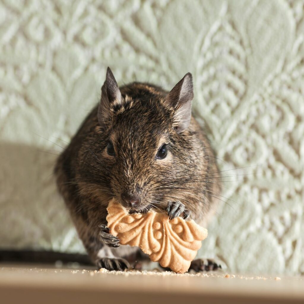 The Top 5 Effective Methods To Get Rid Of Mice - Major Pest Control