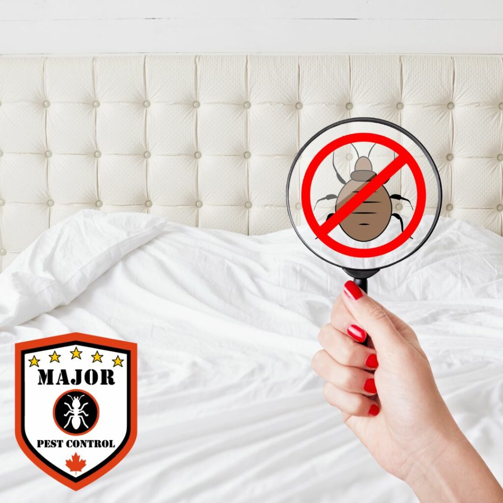 Will Bed Bugs Travel from Room to Room?