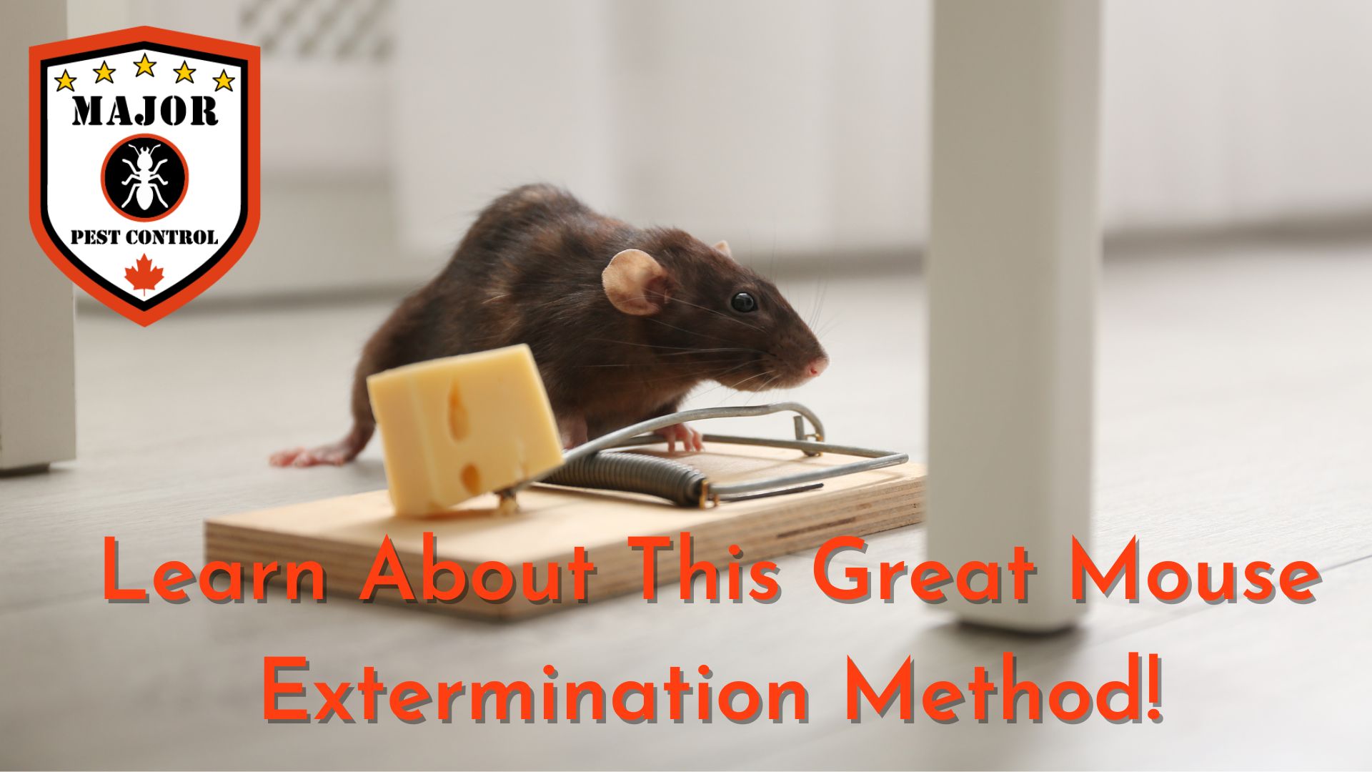 Great Mouse Extermination Method