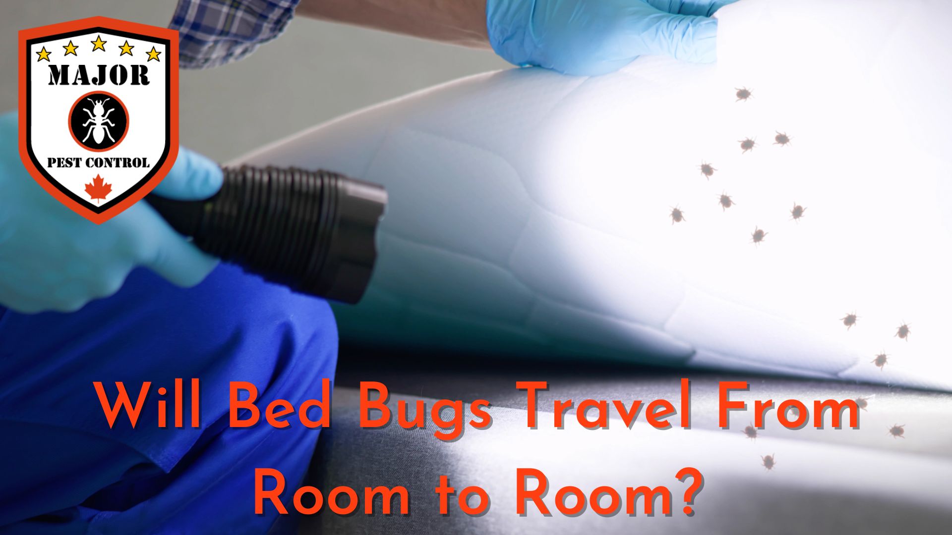 Will Bed Bugs Travel from Room to Room In Edmonton?