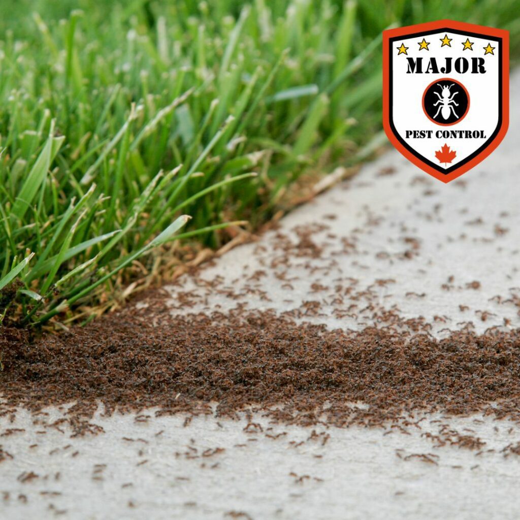 Keep Your Home Ant-Free