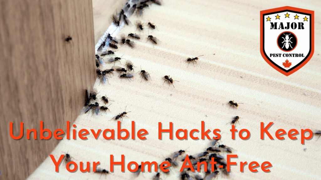 Unbelievable Hacks to Keep Your Home Ant-Free