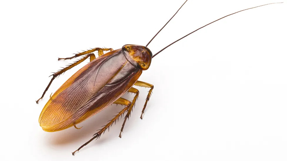 86464630 cockroach on white 976 thin.jpg