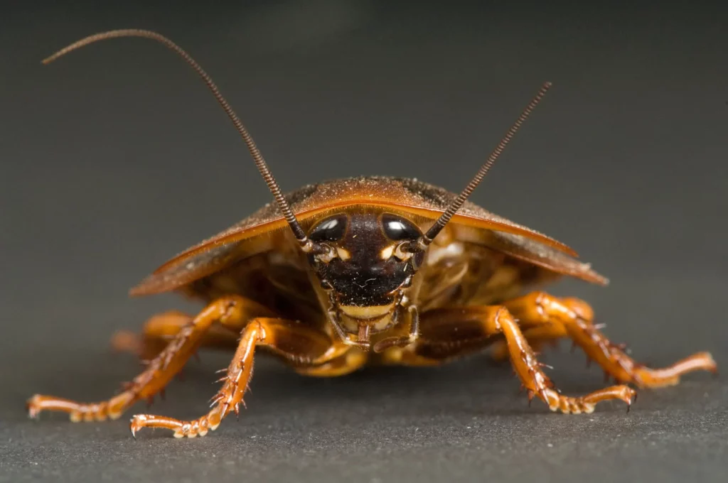 Twilley In Defense of the Cockroach