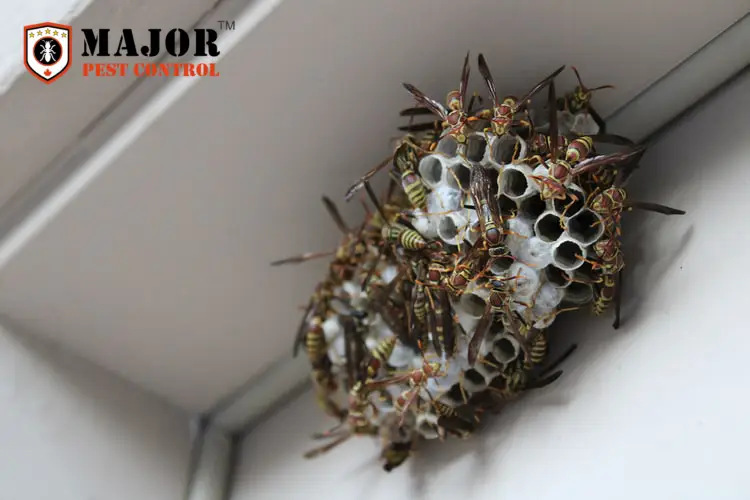 wasps in a house
