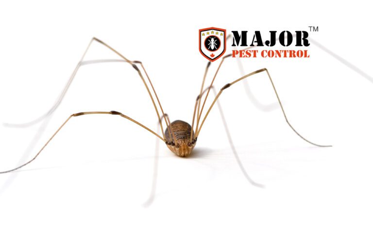 Natural Spider Repellents: DIY Solutions for Your Edmonton Home