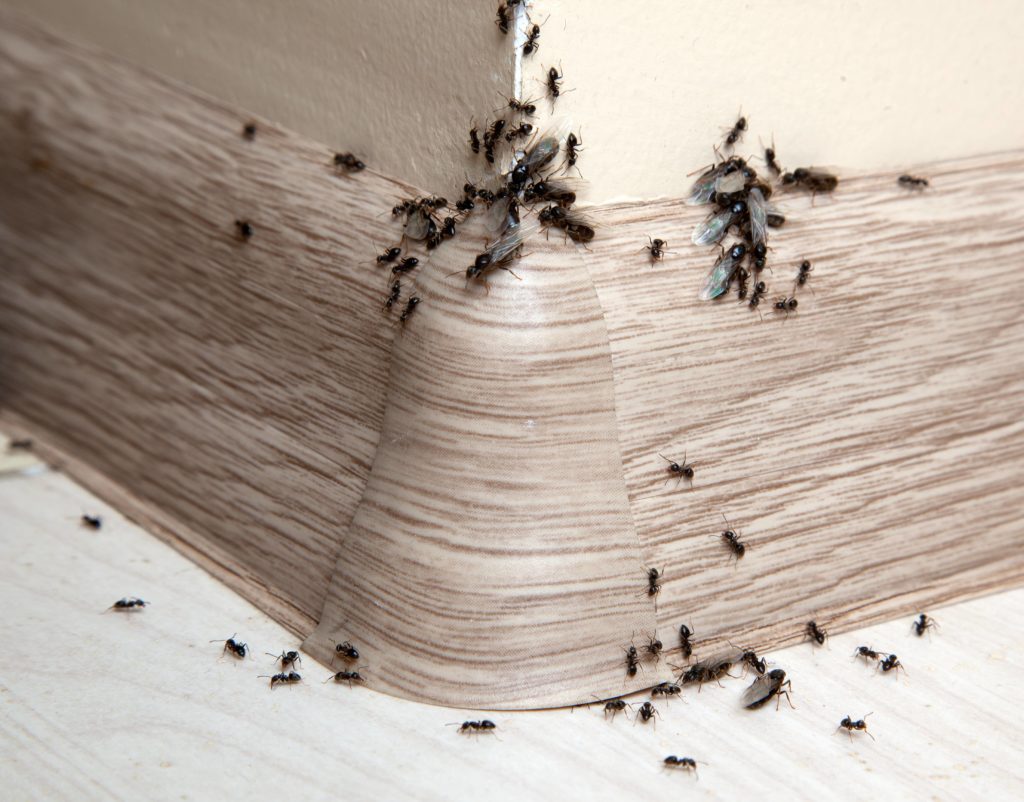 ant infestation 1024x802 1