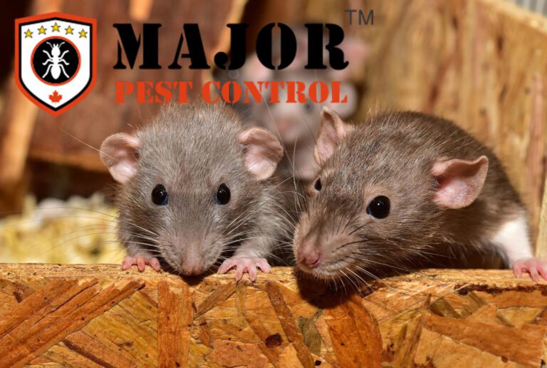 Health Risks Associated with Rodent Infestations: Why Swift Action is Crucial