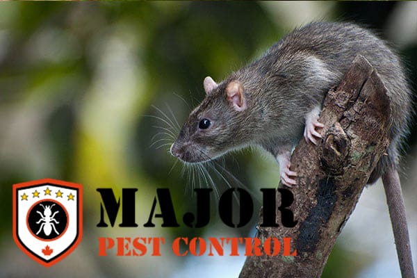 rodent control