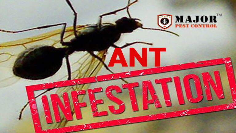 Ant Infestations