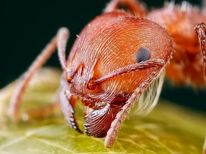 How to Get Rid of Ants in Your Edmonton Home 3 How to Get Rid of Ants in Your Edmonton Home
