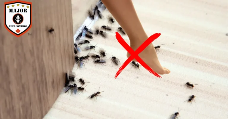 Why You Should Never Squash Ants in Your Home — Edmonton Pest Experts Explain 1 why-you-should-never-squash-ants-in-your-home