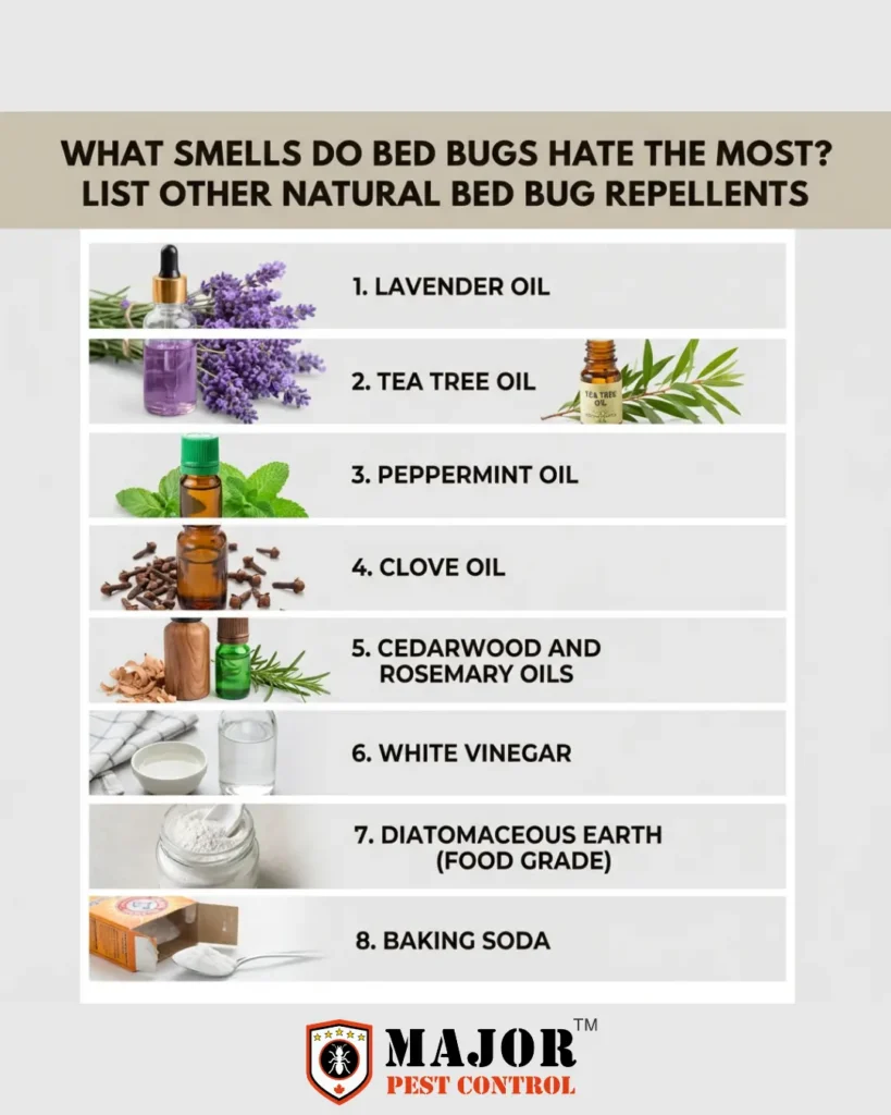 What Do Bed Bugs Hate? Natural Repellents for Edmonton Homes 4 What Smells Do Bed Bugs Hate The Most