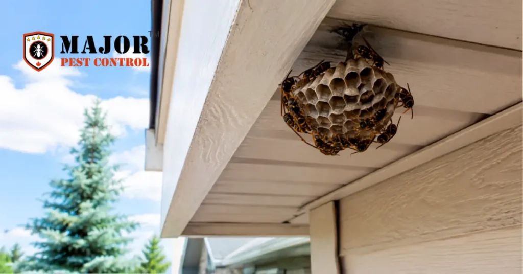 Wasps in Alberta